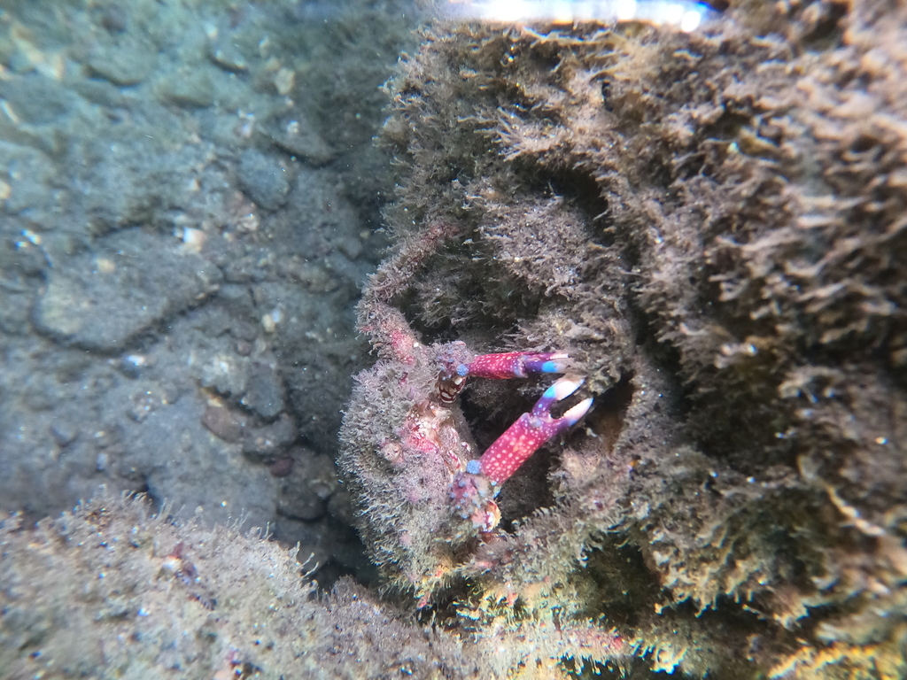 Amphithrax armatus