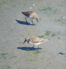 Calidris pusilla