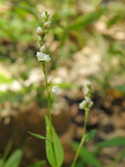 Persicaria hydropiperoides