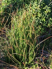 Asphodelus fistulosus