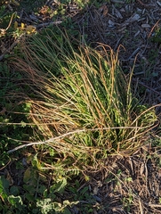 Asphodelus fistulosus