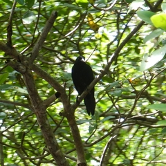 Quiscalus lugubris
