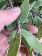 Arctostaphylos glandulosa