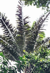 Arenga pinnata