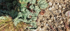 Eriogonum inflatum