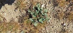 Eriogonum inflatum