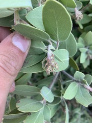 Arctostaphylos glandulosa