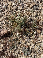 Eriogonum thomasii