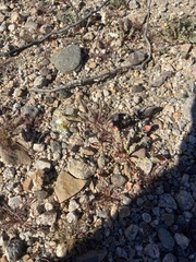 Chylismia claviformis