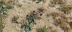 Eriogonum inflatum