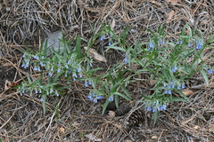 Mertensia lanceolata