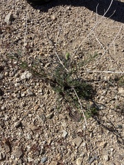 Chaenactis stevioides