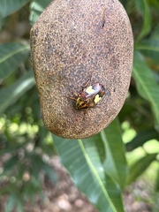 Pedinorrhina trivittata