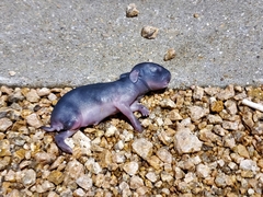 Lagomorpha