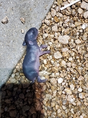 Lagomorpha
