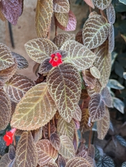 Episcia cupreata