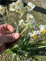 Narcissus tazetta