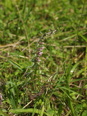 Odontites vulgaris