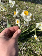 Narcissus tazetta