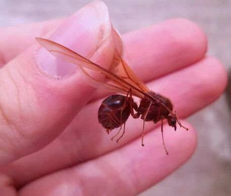 Chicatana Leafcutter Ant
