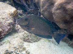 Acanthurus chirurgus