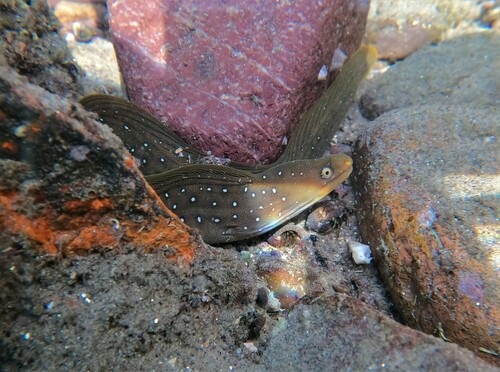 Freckled moray (Echidna nocturna) — Muraenidae — 5