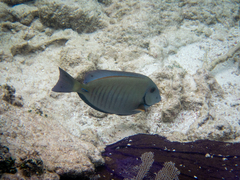 Acanthurus chirurgus