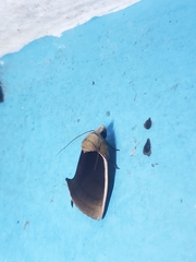Gonodonta