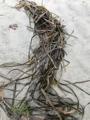 Zostera