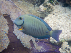 Acanthurus chirurgus