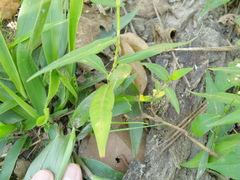 Persicaria hydropiperoides