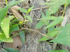 Persicaria hydropiperoides