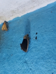 Gonodonta