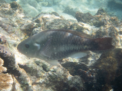 Scarus vetula