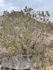 Juniperus deppeana