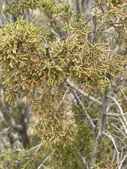Juniperus deppeana