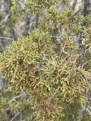Juniperus deppeana