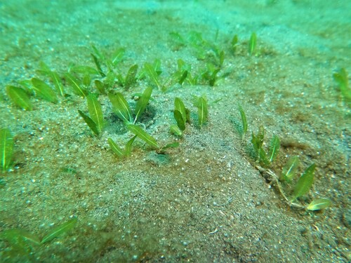 Caribbean seagrass (Halophila decipiens)