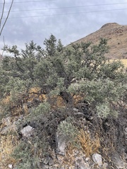 Condalia warnockii