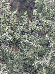 Condalia warnockii