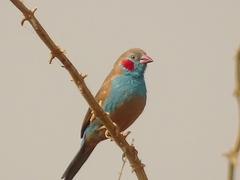 Uraeginthus bengalus