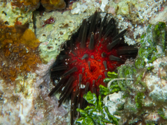 Echinometra lucunter