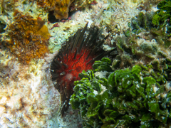 Echinometra lucunter