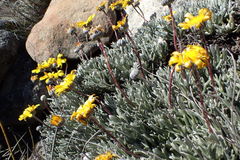 Euryops othonnoides