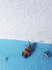 Correbidia terminalis