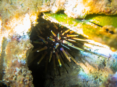 Echinometra viridis