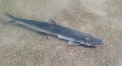 Thaleichthys pacificus