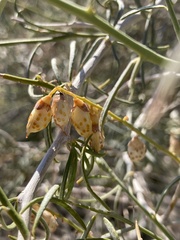 Psorothamnus