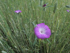 Agrostemma githago