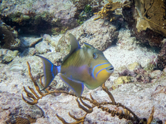 Balistes vetula